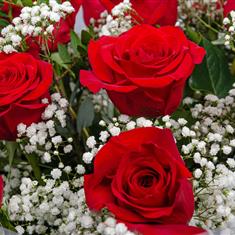 12 long stem Red Roses with Gypsophila 
