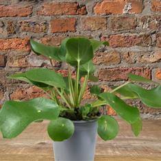 Pilea Peperomioides - Chinese Money Plant