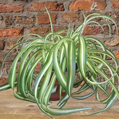Chlorophytum Bonnie - Curly Spider 