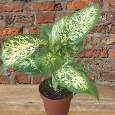Diffenbachia - Dumb Cane