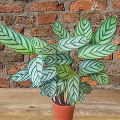 Calathea