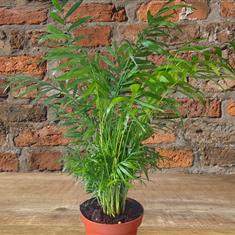 Chamaedorea - Parlour palm